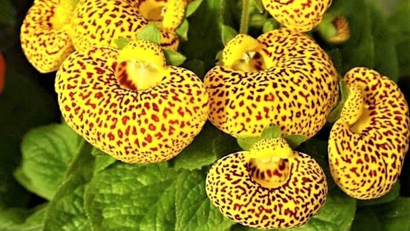 ��������� � �����: ��� ��������� �� ������������� � �������� ��������