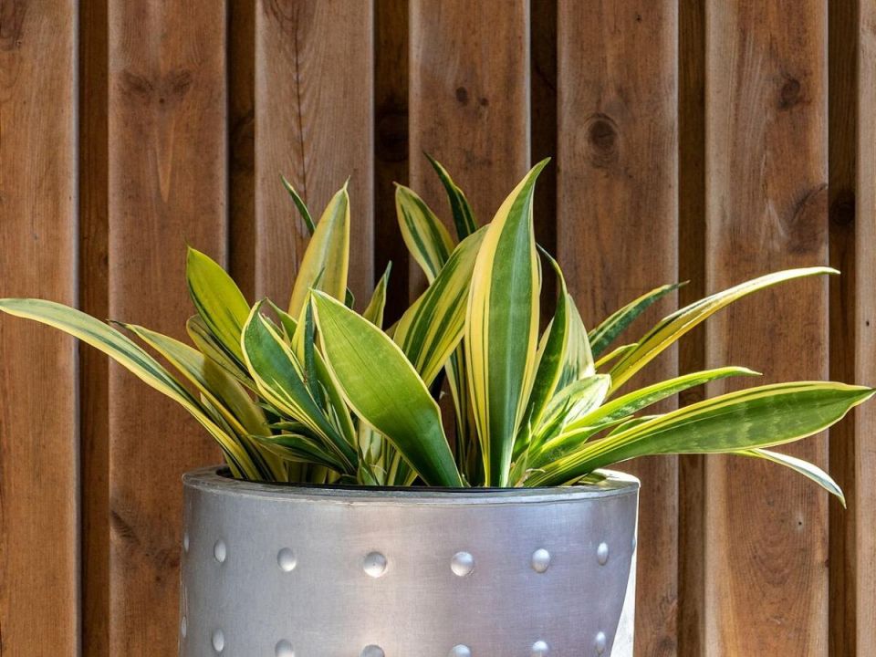 Комнатные растения: зелёные спасители в борьбе с зимней хандрой