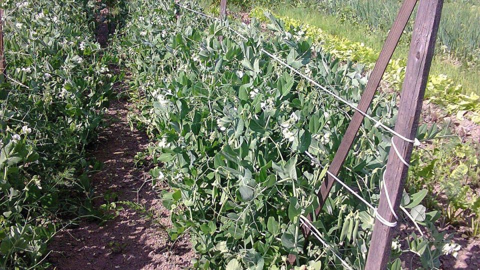 Секреты идеального гороха: от посадки до сбора урожая