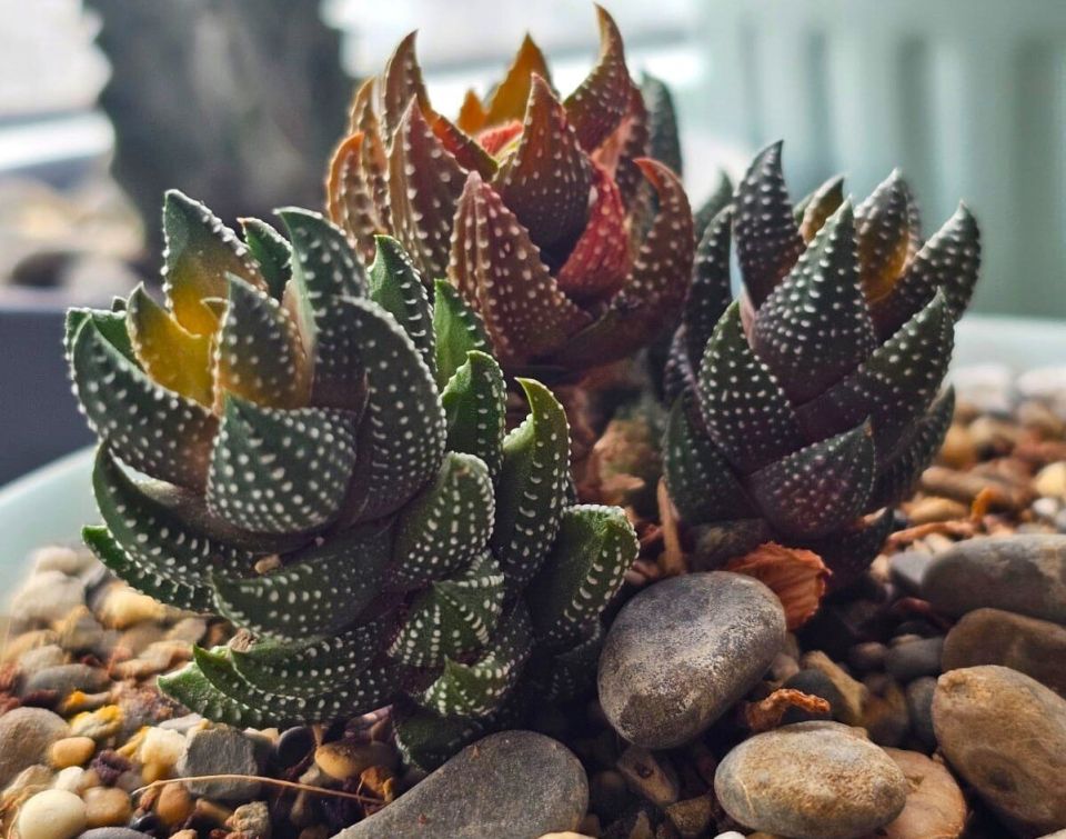 ����������� � ��� �������� ����������