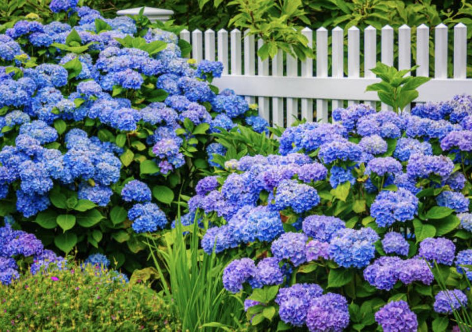 ���������: �������, ������� ������ ������� ���