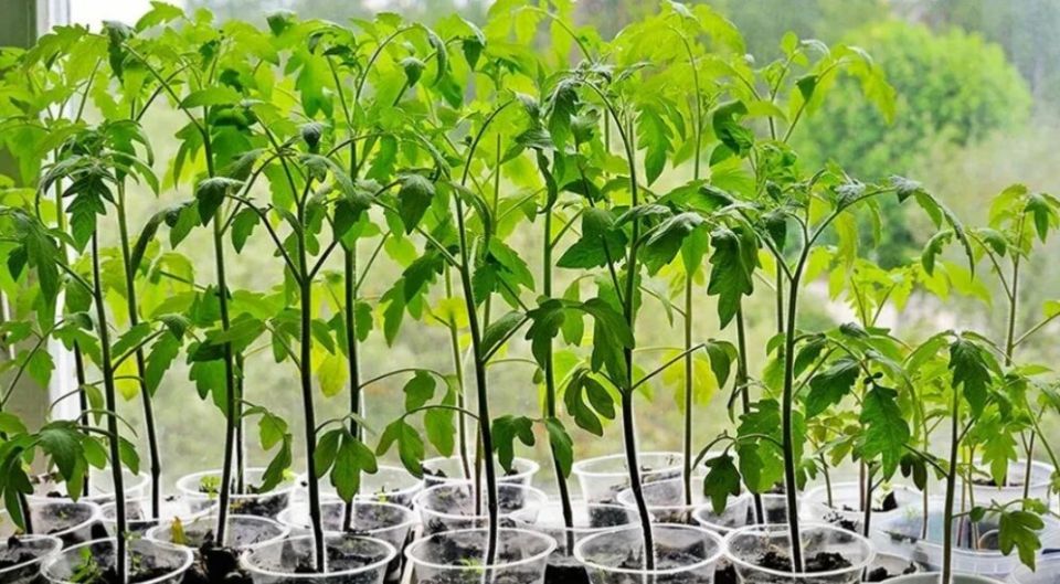 ��� ���������� � ������������ �������: �������� ������ ��� ���������