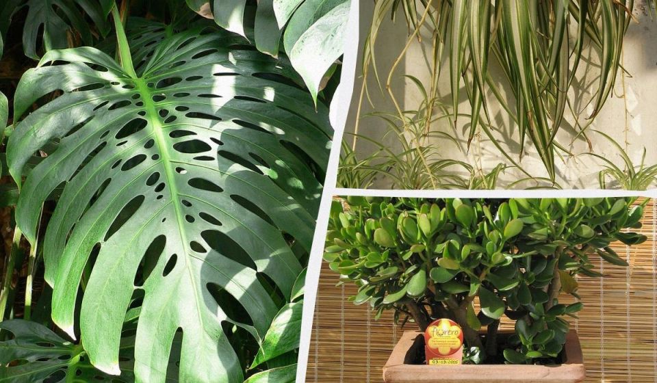 ��������� ��������, ������� ������ �� ���������� ������ ���