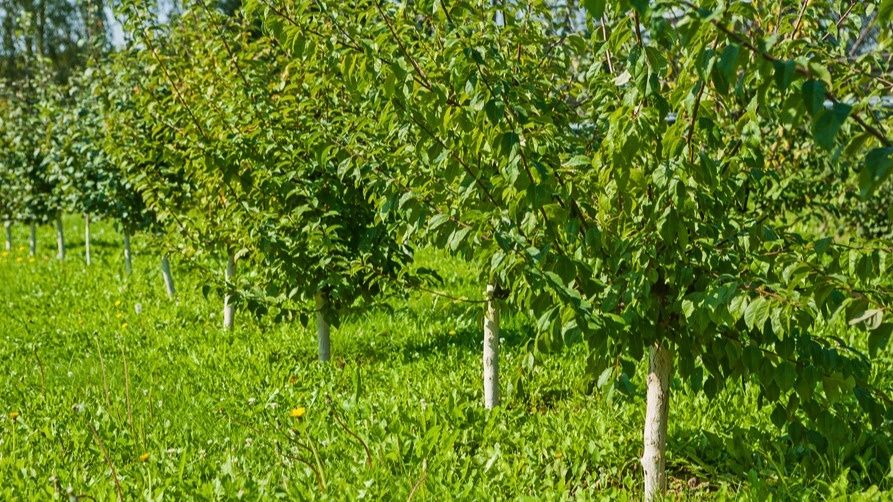 ��� ����� �� �������� ������� ����: ����������� ������ �� ������������ �������������