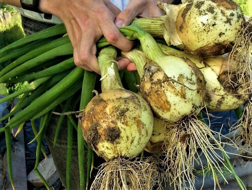 ��� ��������� ���-������ �� ���� �����: �������� ������ �����