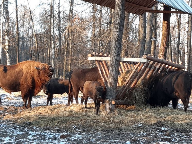 ���������� ������������� � �������� ���� ������������ ������ ���������