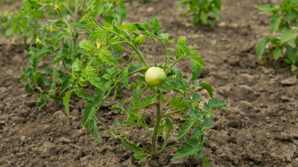 �������, ������ ������: ��� ����� �� ��������� ������ ������� ������� ����� ��������