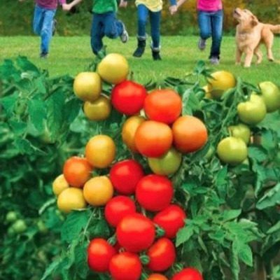 Томат веселая компания: ключ к раннему и щедрому урожаю