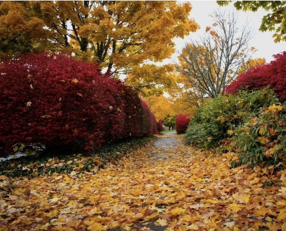 Осенний сад становится картиной: какие растения создают живую палитру участка