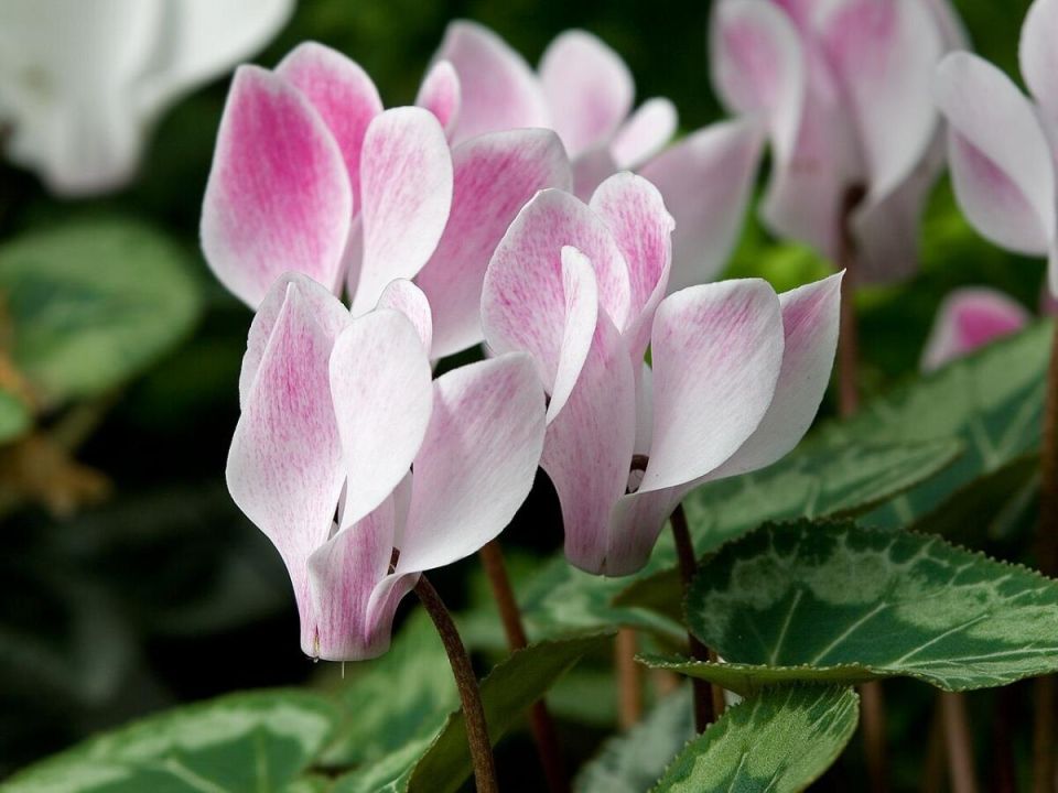 ��� ��� ��������� � ��������, ������� ����� �������� � ������� ������������