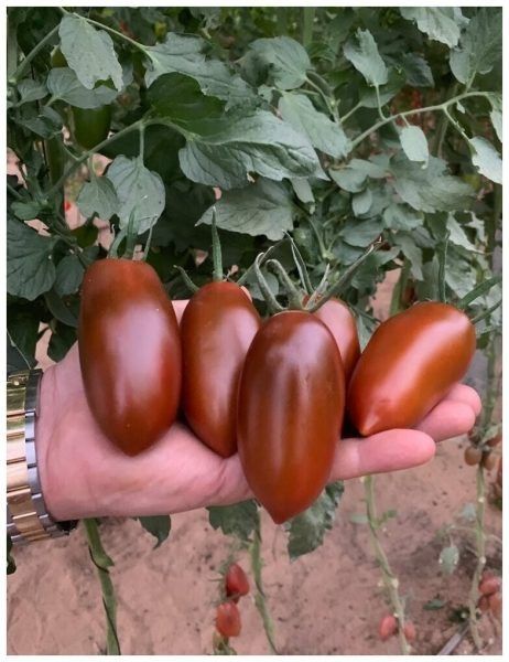 Томат Длинные рукава бордовые: спокойная история устойчивого урожая и консервации