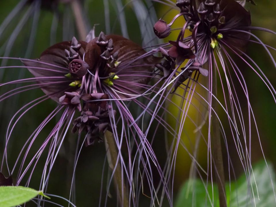 Китайский мышецвет: экзотика из тропиков с привкусом «Аватара»