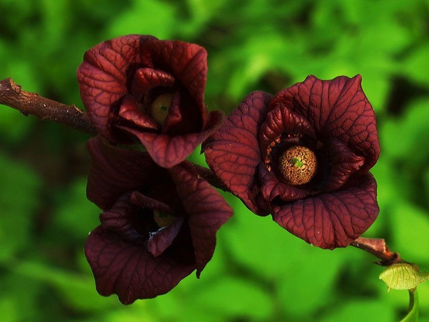 Тропический рай на даче: откройте для себя удивительную азимину