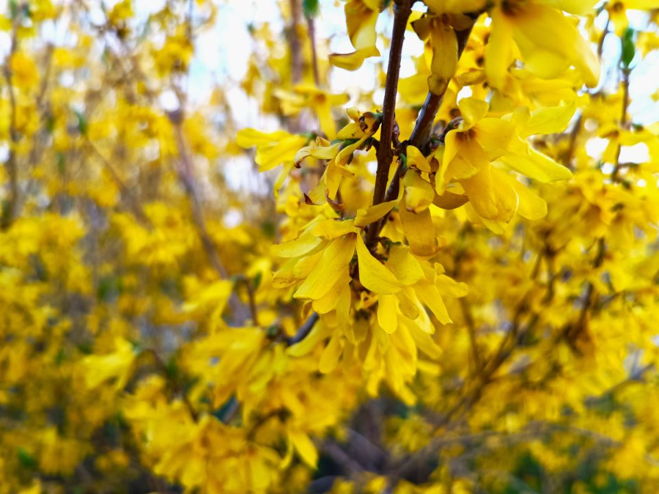 Как создать красивый сад без затрат: 10 оригинальных способов бесплатного размножения растений