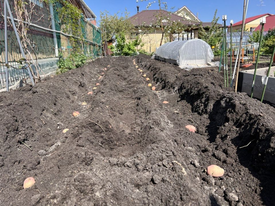 Как правильно сажать картофель: важные советы и рекомендации