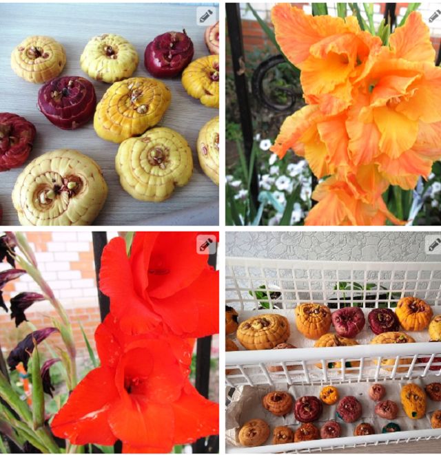 Когда пора проращивать луковицы гладиолусов и ацидантеры весной?