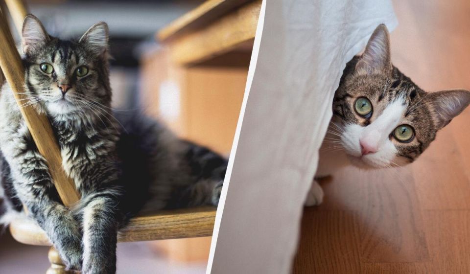 ��� ����� ���������� �����������: ��� ����������, ����� ��� ��� ����