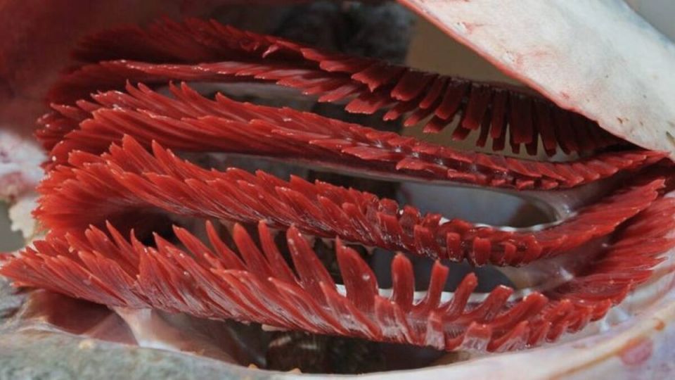 Что скрывают жабры: можно ли их есть и как с ними обращаться?