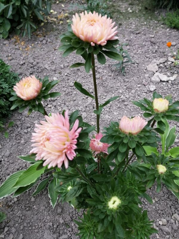 Осень в саду: яркие краски и новые открытия