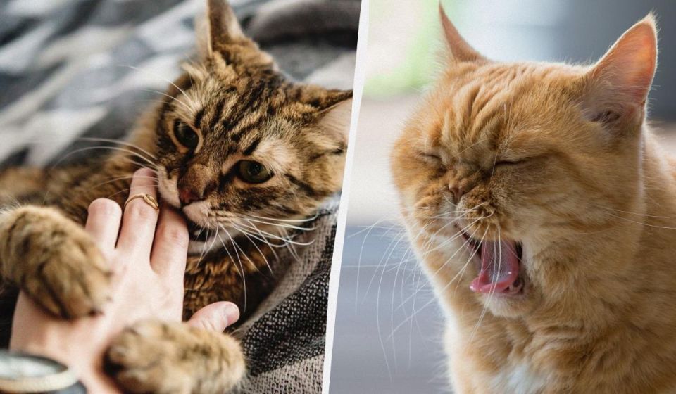 Почему кошка проявляет любовь, а потом кусает: разгадываем её поведение