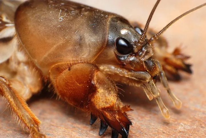 ��� ���������� �� ��������: ����������� ����� �� ��������