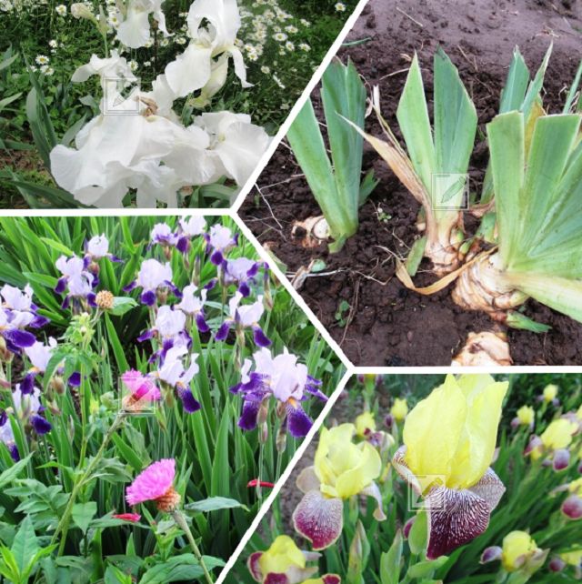 ��� ����������� ����� � ����: ������ �� ����� � �������