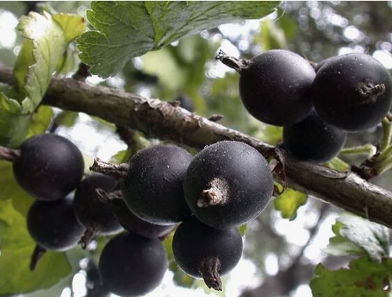 Как правильно обрезать йошту: секреты садоводов в одной статье