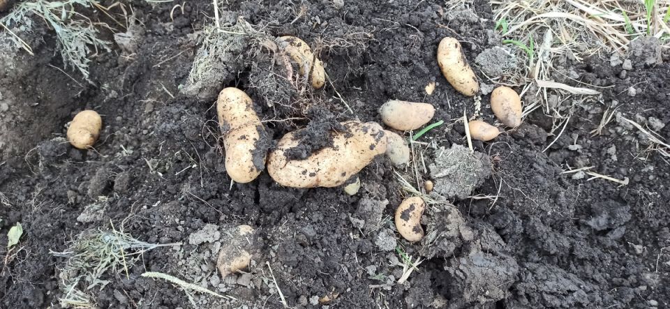 ��� ���������� �� ������������: ������� ������� ��� ����