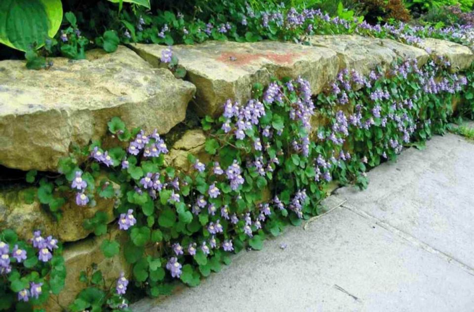 ���������� ���������: ��������� �������� ��� �������� ������� ������ ����