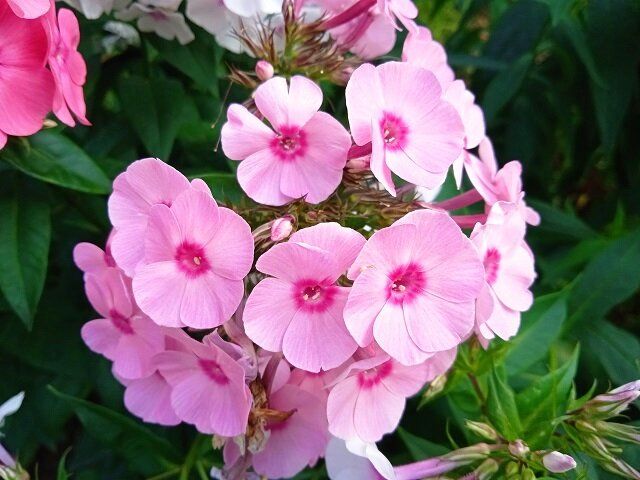 ��� ���������� ����������� ������: ����������� ������� ������������ � �������