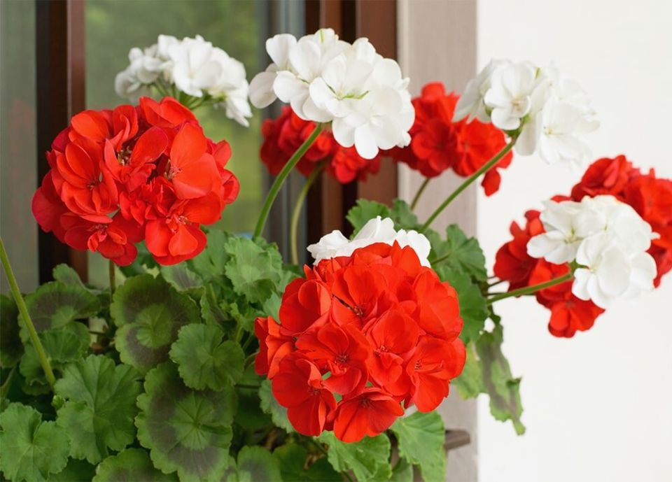 ��� �������� ��������� �������� ������: ������ � �������