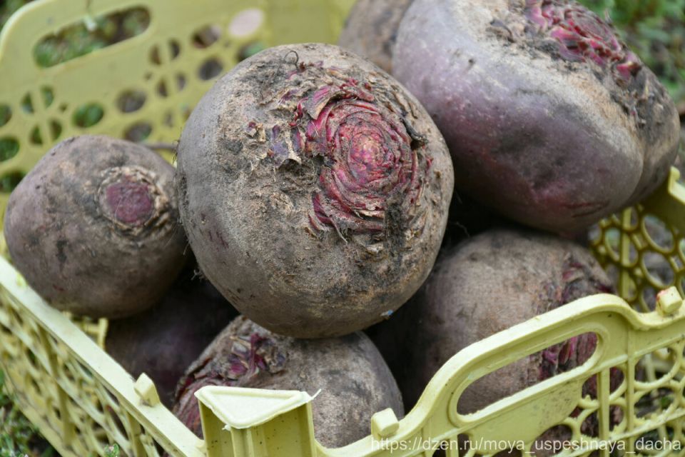 ��������� ������� �������� ������: ��� ��������� ���������� ������� �� ���� �������