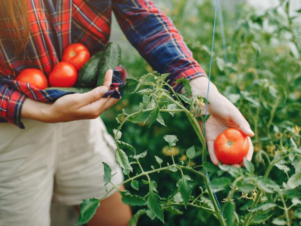 ��� �������� ������ ��� ������ ������ �������