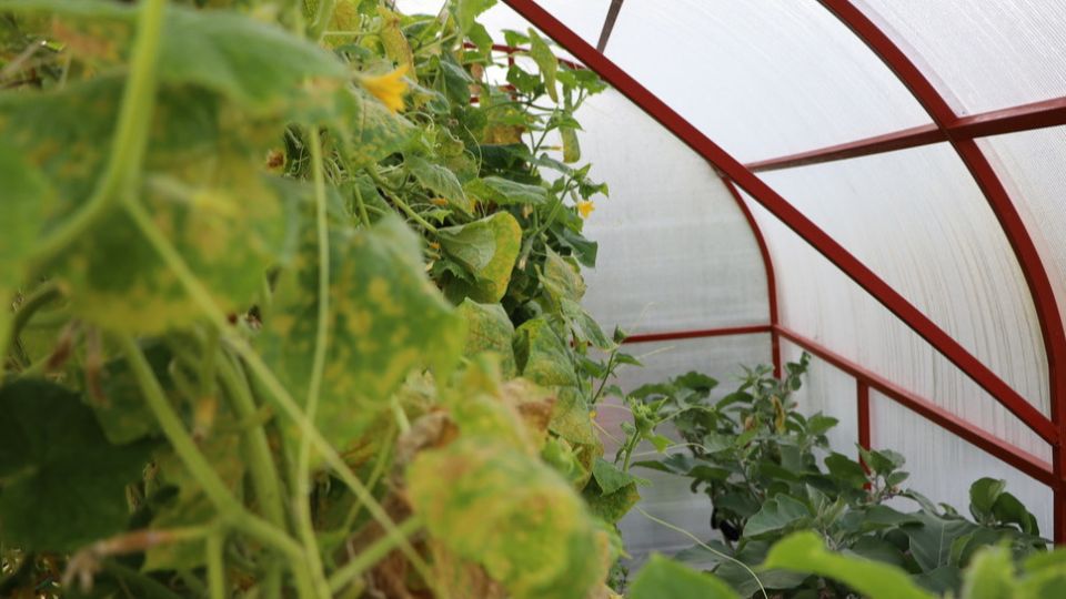 ������ �������� ������ � ��������� ������: ��������� ������ � ��������