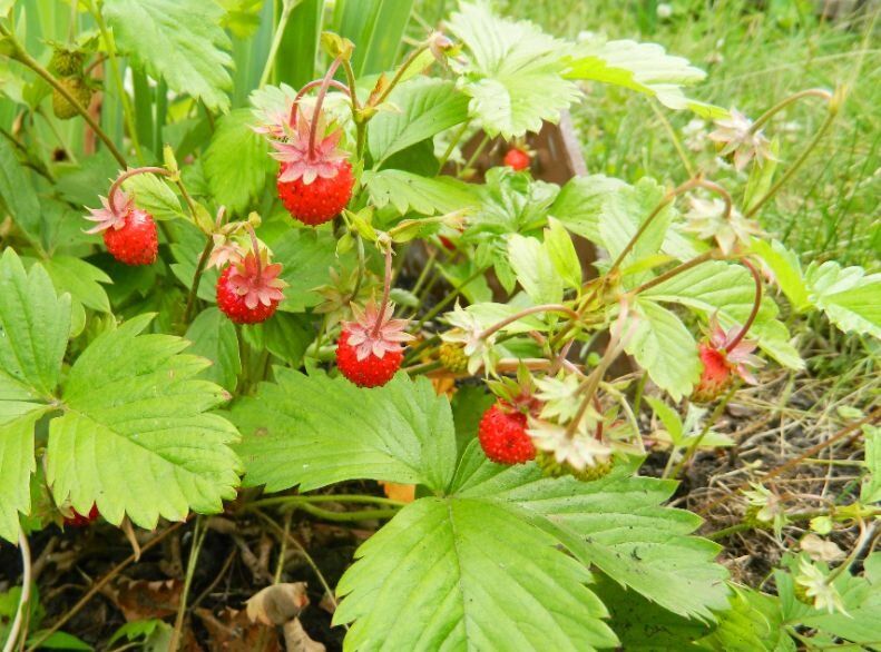 ��� ��������� ��������� �� �����: ��������� �����������