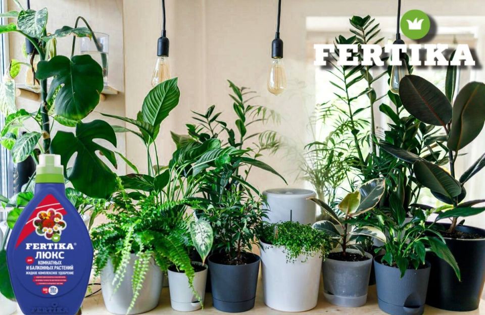 ��� ��������� ��������� ����� ������: ������� ������� ������ ����