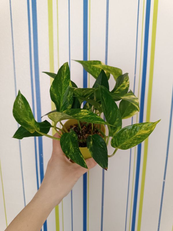 ���������� ����������: ��� ������� �������� ������� ������ � ����� ����