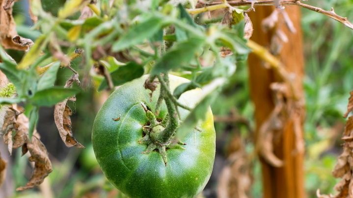 ��� ��������� ��������� ��������� ��� ������: ����� �� ������������