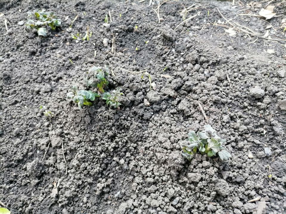 ��� ��������� �������� �� ��������� � ������