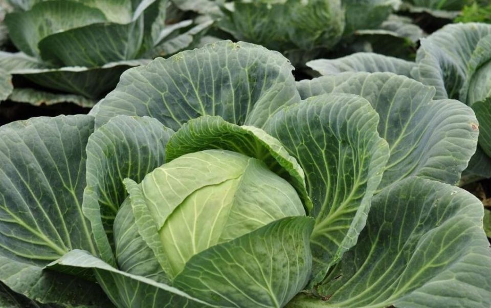 ������� ��������� ����� �� �������� � �������: ������ �� ������ � ��������