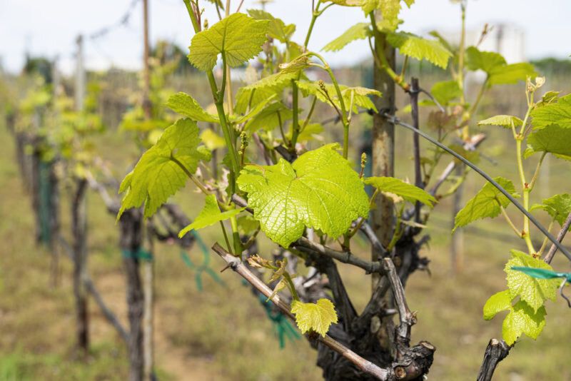 Секреты успешного выращивания столового винограда в средней полосе России