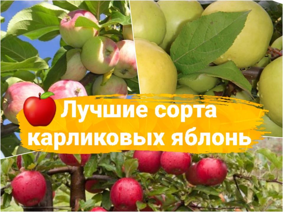 Карликовые яблони: идеальное решение для компактных садов