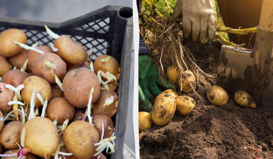 Как прорастить и нарезать картошку для максимального урожая