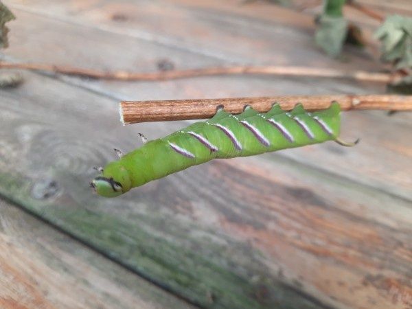 Не все гусеницы одинаково зловредны