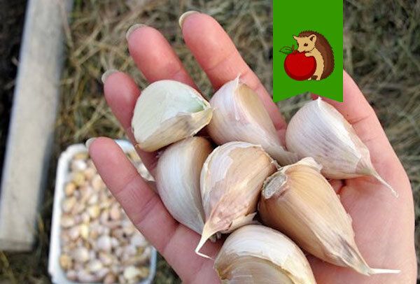 Как выбрать зубки чеснока для зимней посадки: признаки непригодного материала