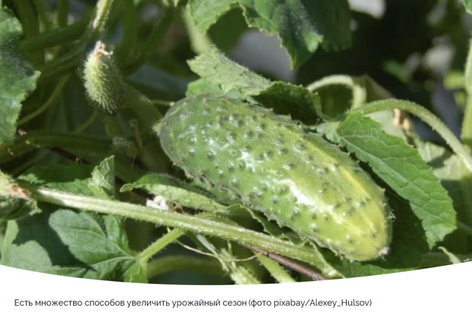 Как продлить плодоношение огурцов: секреты для вашей теплицы и огорода