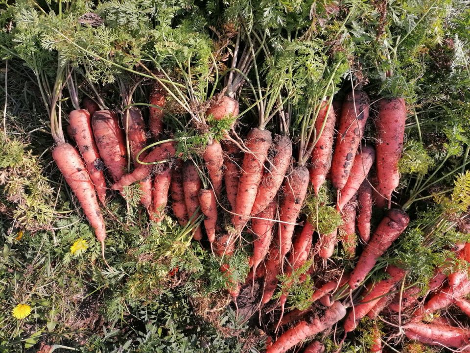 ��� ��������� ��������� �������: ������ �� ������ � �������