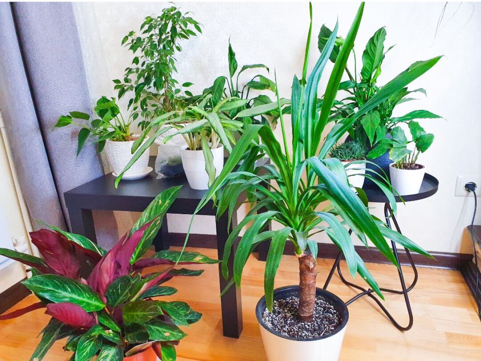 ����������� ��������� ��� ����� �� ���������� ����������