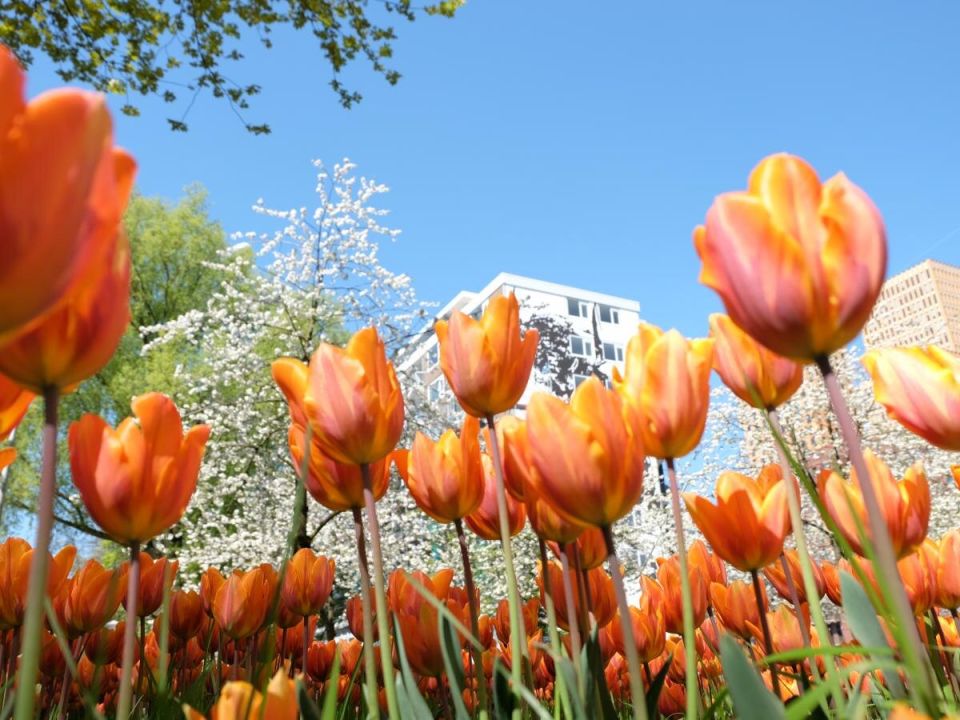 ��� �������� ����� ���������: ������� ������ � �������� ������