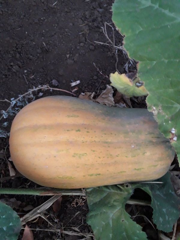 Необычное повидло из тыквы и яблок: рецепты и секреты приготовления